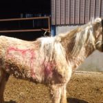 Animal welfare 2