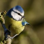 blue-tit-danny-gibson