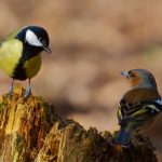 chaffinch-and-great-tit