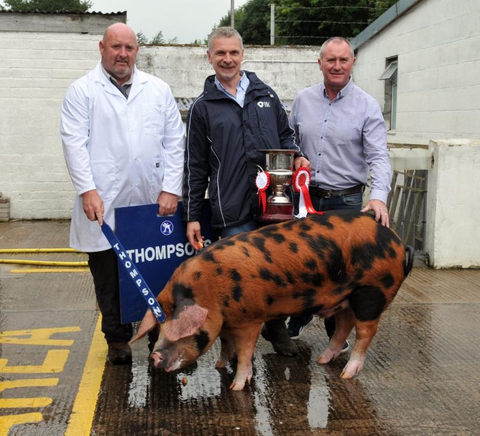 prize winning boar