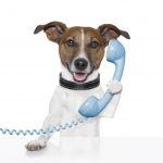 dog-on-phone