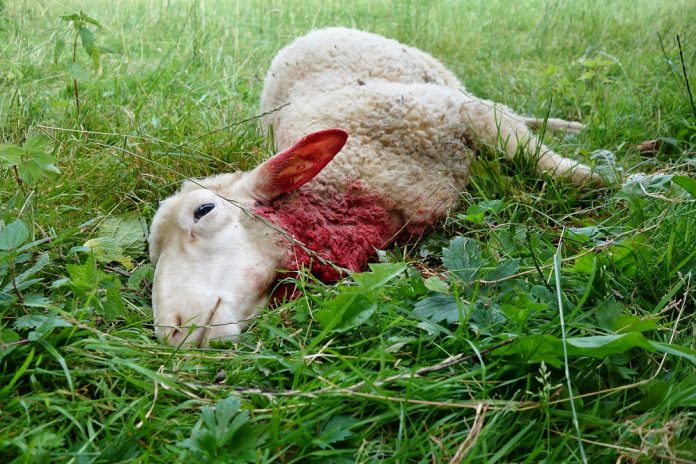 With lambing season upon us, ABC Council is reminding dog owners and walkers to keep control of their dogs when near livestock.