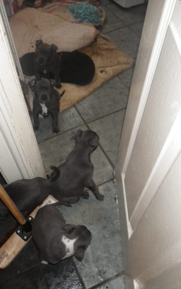 A litter of Staffordshire Bull Terrier pups in squalid conditions. A litter of pups in squalid conditions.