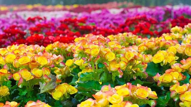 Floral grant scheme Floral grant scheme