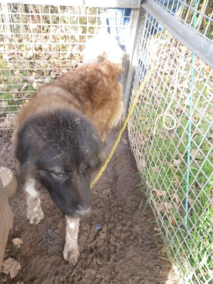 Portadown man fined and banned for keeping animals for five years The dog was kept in conditions which were deemed to cause suffering.