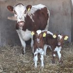 The two beautiful calves born on Christmas Day at Tannaghmore Rare Breeds Animal Farm along with their very proud mother