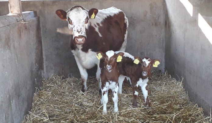 The two beautiful calves born on Christmas Day at Tannaghmore Rare Breeds Animal Farm along with their very proud mother