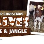 Christmas Calves Image