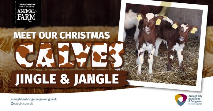 Christmas Calves Image