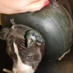 Local man and women fined and banned from keeping animals