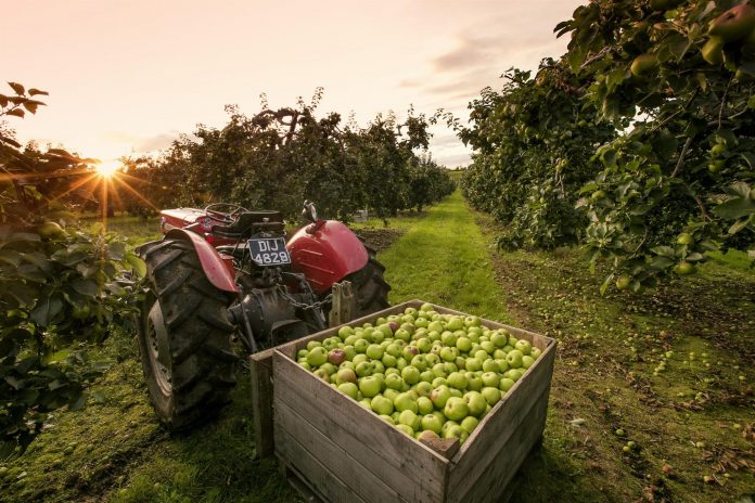 Armagh Apple Orchards Tourism Experience