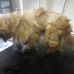 Lurgan pair fined and banned from keeping animals for two years image