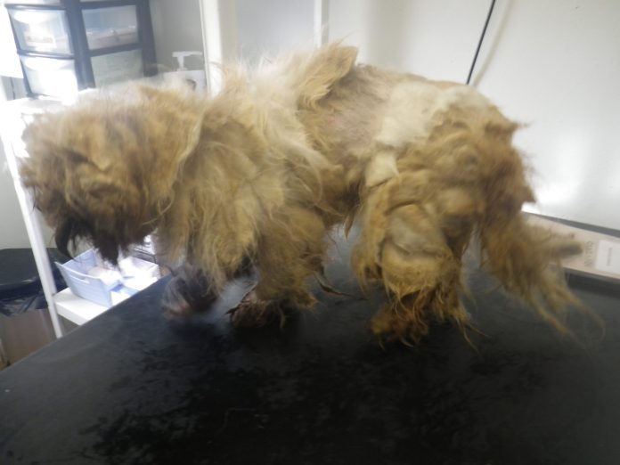 Lurgan pair fined and banned from keeping animals for two years image