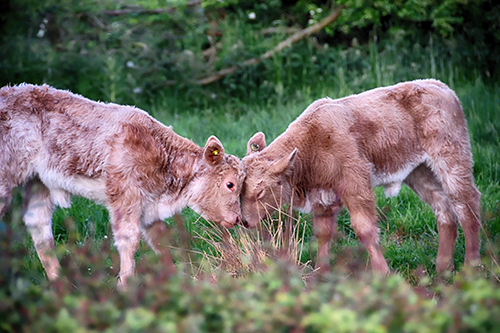 Shortlisted---ByddiLeeLivestock1 Byddi Lee