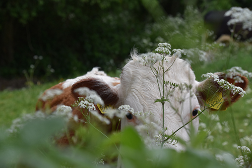 Shortlisted---Grace-Campbell-(Helen-emailed)-2 Grace Campbell
