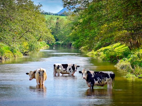 WINNER-Livestock----Jonathan-Sterritt-EDITED Livestock