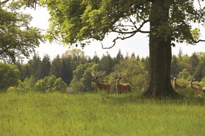 Picture of Gosford Forest Park