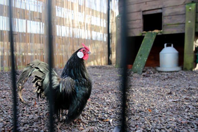 Tannaghmore Hen image