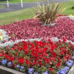 Ulster in Bloom Image