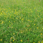 Image of grass verge