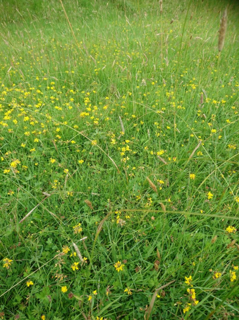 Image of grass verge