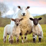 Sheep & lamb image