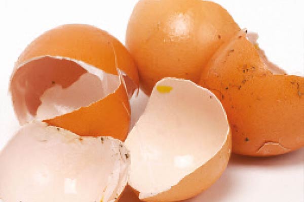 Egg Shells