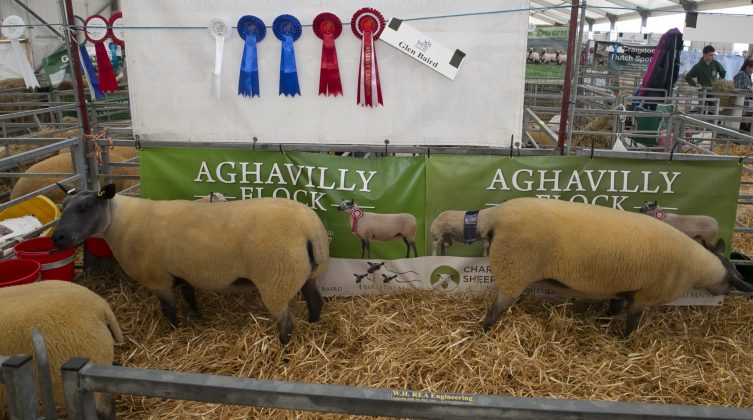 Balmoral show