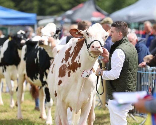 Des Simpson from Messrs G & D Simpson at the 175th Armagh County Show