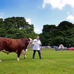 James Graham from Portadown with his Hereford champion at the 2022 Lurgan Show.