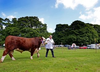 James Graham from Portadown with his Hereford champion at the 2022 Lurgan Show.