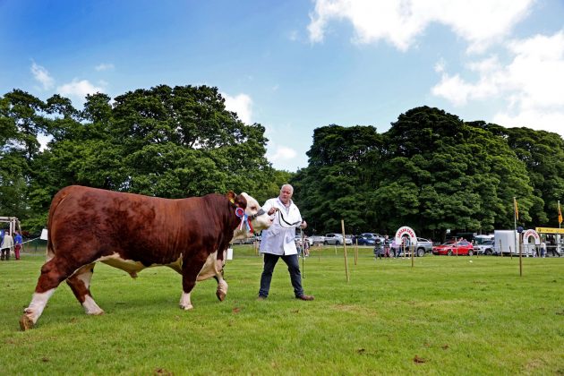 James Graham from Portadown with his Hereford champion at the 2022 Lurgan Show.