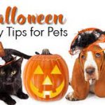 pet safety at halloween