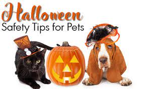 pet safety at halloween