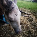Woman found guilty of animal welfare offences