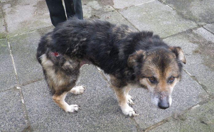 Dog Animal cruelty case