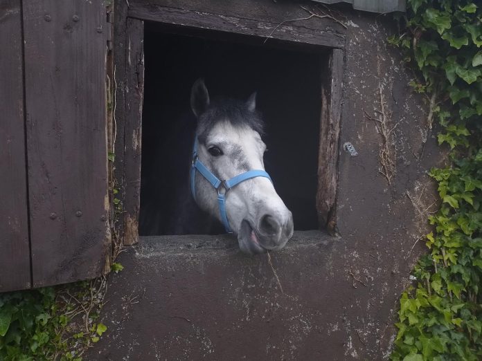 Connemara Pony Park Sarah returns to the West