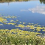 Blue green algae in river