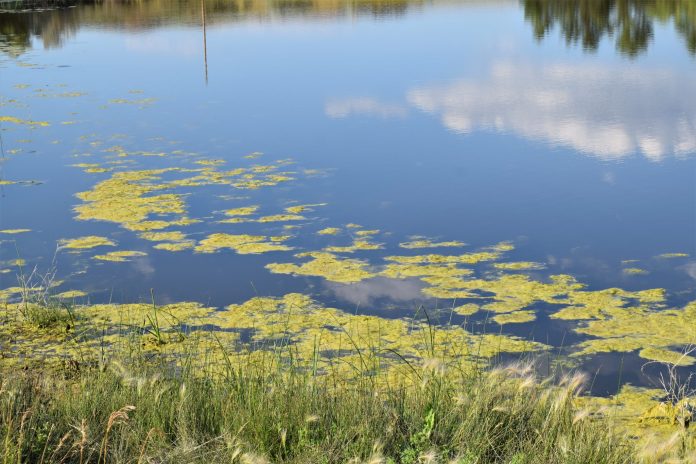 Blue green algae in river