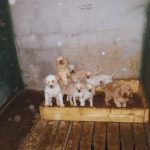 Illegal puppy farm in Armagh