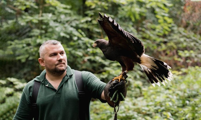 Photo for Tannaghmore Bird Fair. Man with a wild bird on his arm.