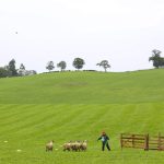 World Sheep Dog Trials