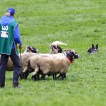 World Sheep Dog Trials