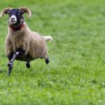 World Sheep Dog Trials