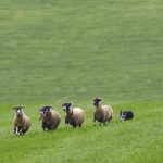 World Sheep Dog Trials