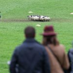 World Sheep Dog Trials