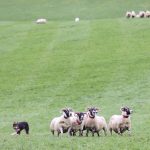World Sheep Dog Trials
