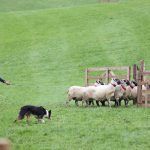 World Sheep Dog Trials