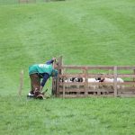 World Sheep Dog Trials