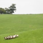 World Sheep Dog Trials